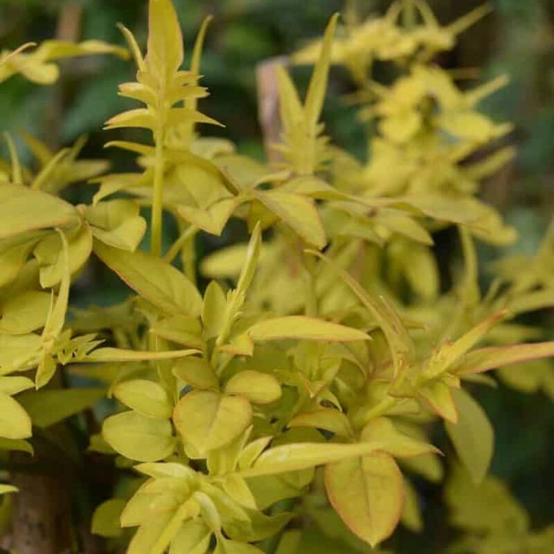 Jasminum officinale 'Fiona Sunrise' 60-80 cm